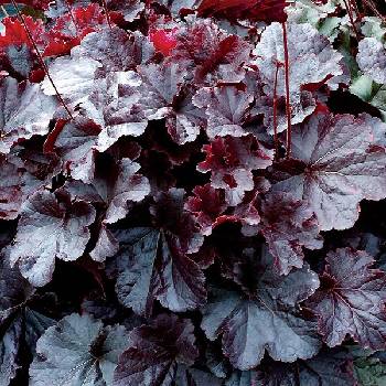 Гейхера Heuchera ‘Northern Exposure Black’